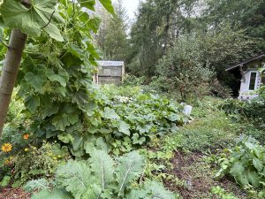Photograph of Marisha's Permaculture Plant Nursery